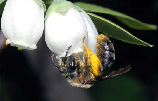 Abeja