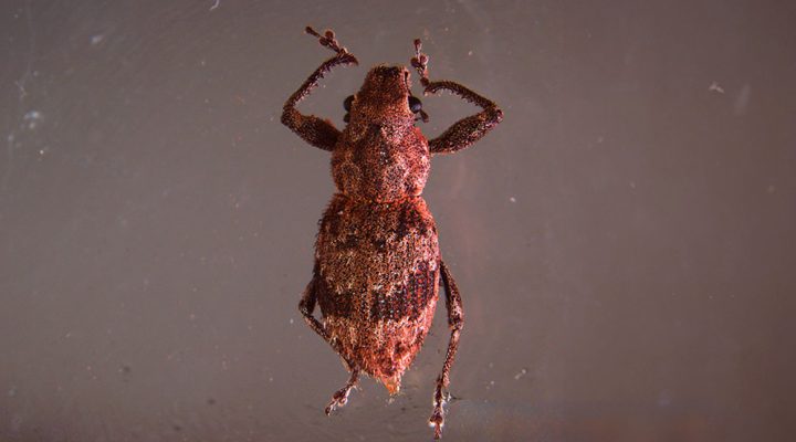 El control de bacterias frena la reproducción de gorgojos que afectan la producción agrícola