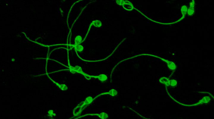 Tecnología desarrollada por investigadores del CONICET logra aumentar tasas de éxito de reproducción asistida en estudios preclínicos y clínicos