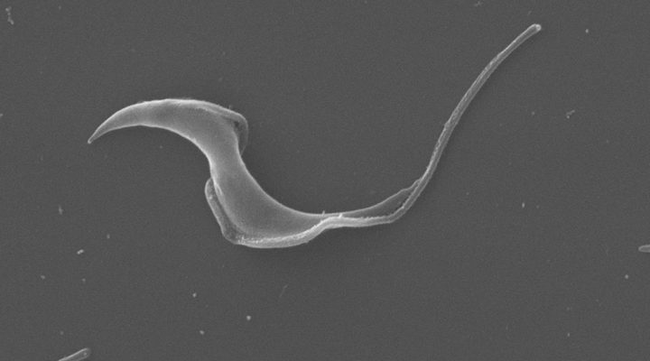 Desarrollan una herramienta bioinformática para estudiar el genoma del parásito que produce Chagas