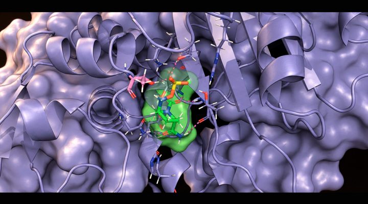 Descubren cómo un pequeño cambio en una proteína puede aumentar la resistencia a antibióticos