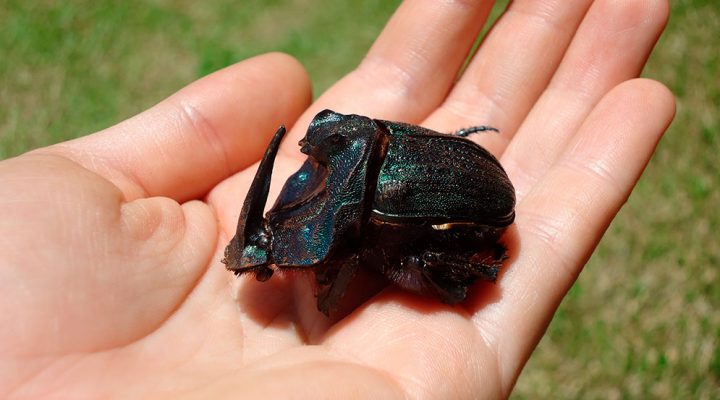 Estudio científico argentino reescribe la historia evolutiva de escarabajos de Sudamérica