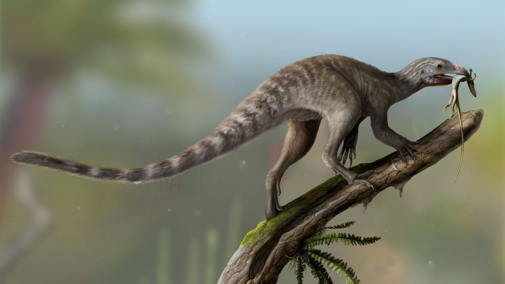 Un fósil devela un enigma de la paleontología: cómo eran los ancestros de los reptiles voladores | CONICET