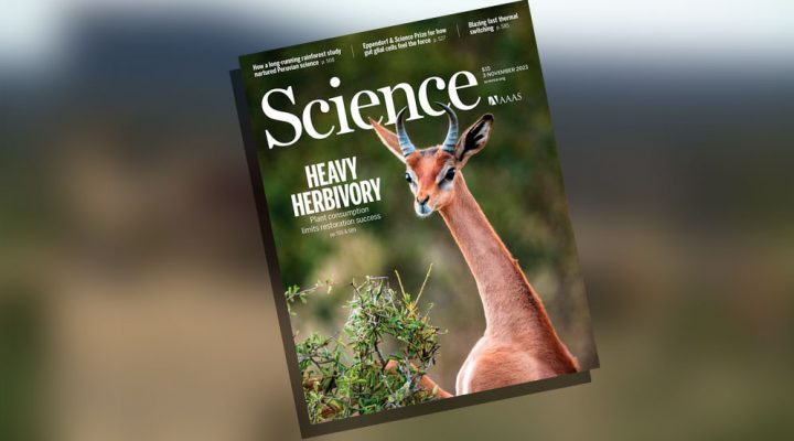 Scientists analyze the limiting effect of herbivorous animals on the restoration of vegetation