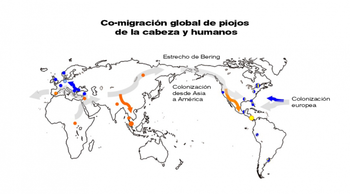 Insect genetic study reveals human migration around the world