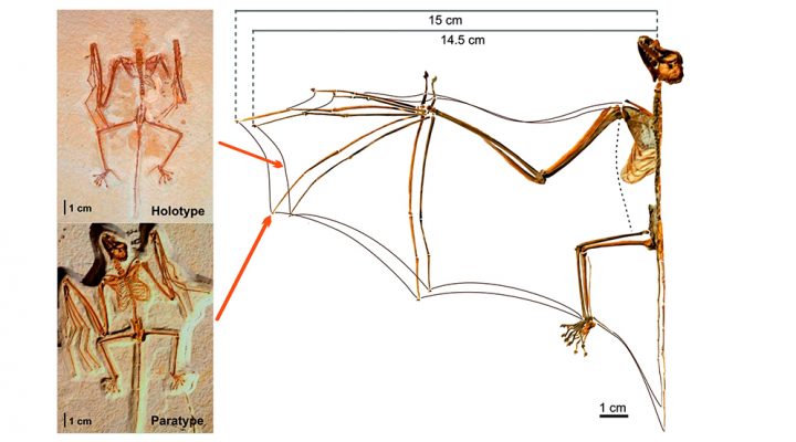 Develan cómo comenzaron a volar los murciélagos: la investigación abre la puerta al desarrollo de drones más sofisticados