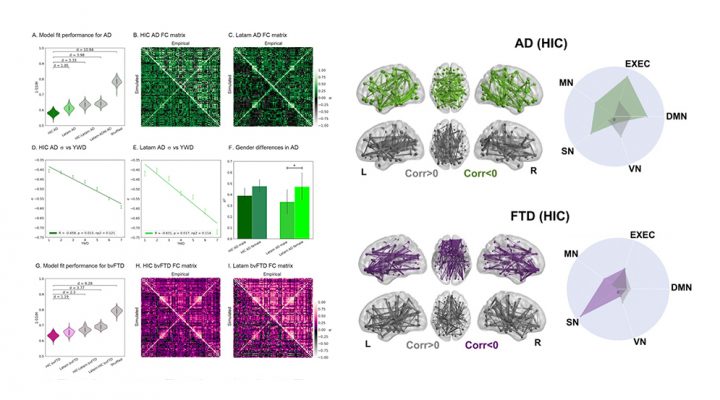 Diseñan un modelo de simulación de la actividad cerebral que permitiría ensayar tratamientos para enfermedades neurodegenerativas