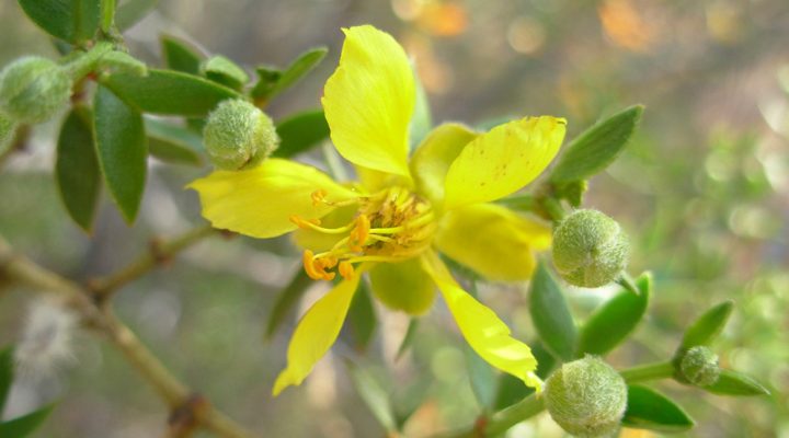 Un estudio de fósiles de jarillas aporta evidencia clave sobre el origen de las zonas áridas de Argentina