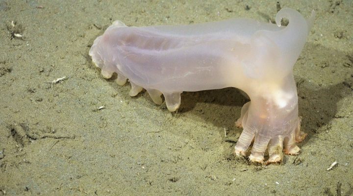 Descubren 57 nuevas especies en los cañones submarinos de Argentina