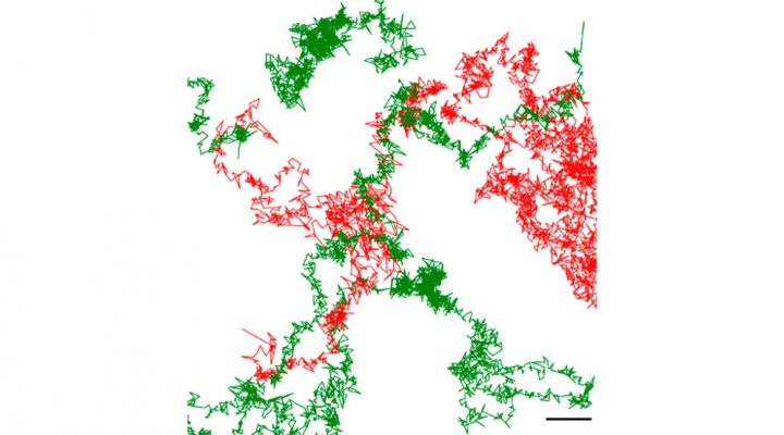 Un equipo del CONICET logró visualizar con IA por primera vez a un neurorreceptor implicado en enfermedades neurológicas