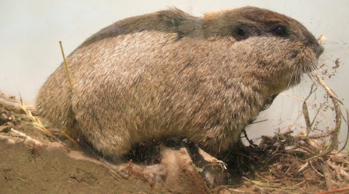 Describen dos nuevas especies de roedores tuco-tuco