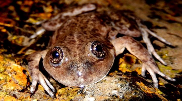 Otorgan el “Óscar verde” a un investigador del CONICET por su trabajo en la preservación de una de las ranas más amenazadas de la Argentina