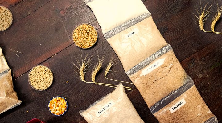 Especialistas del CONICET buscan mejorar el rendimiento y la calidad de diferentes cultivos de granos