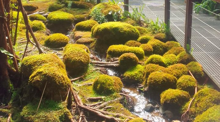 Revelan nuevas claves sobre la evolución de las plantas terrestres