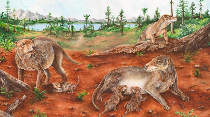 Revelan que el viviparismo surgió en el linaje de los mamíferos más de 90 millones de años antes de lo que se creía