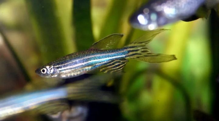 Científicos del CONICET logran desentrañar cómo el pez cebra recupera por completo un órgano dañado en siete días
