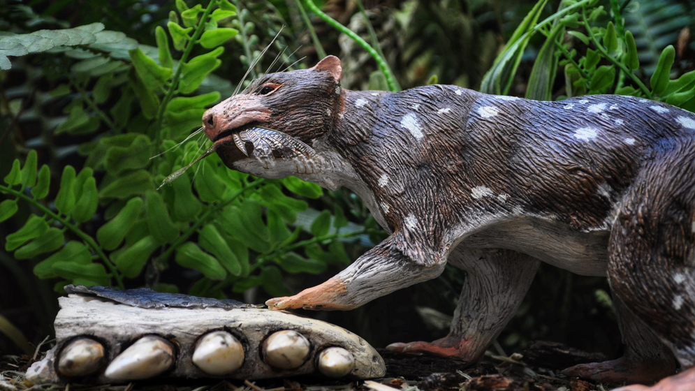 Descubren una nueva especie de mamífero de la “Era de los dinosaurios” |  CONICET