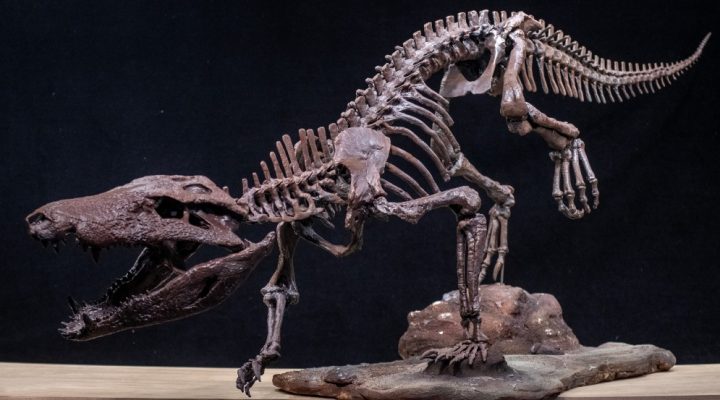 Descubren un nuevo cocodrilo que convivió con los últimos dinosaurios