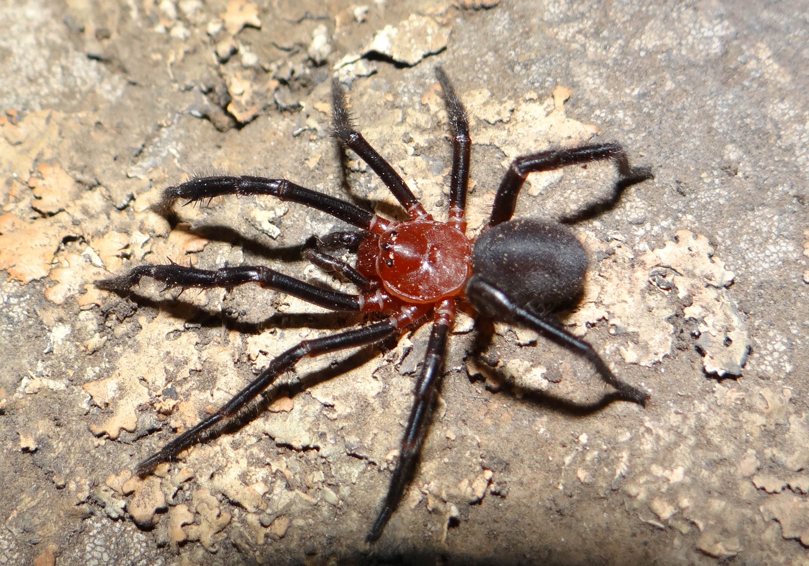 Scientists are concerned about the preservation of a rare spider of the