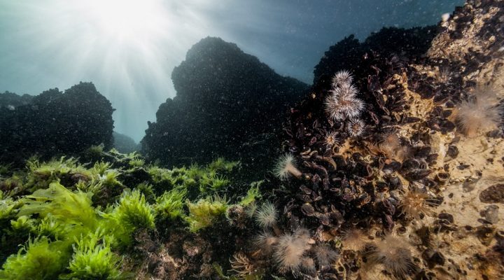 El efecto de las especies exóticas invasoras en la biodiversidad marina: consecuencias ambientales, sociales y económicas