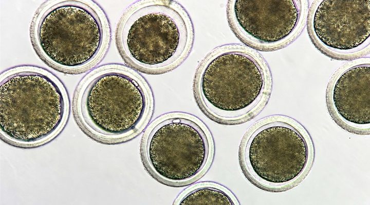 Biotecnología reproductiva: trabajan en un proyecto para conservar y potenciar los recursos genéticos de la ganadería en Mendoza