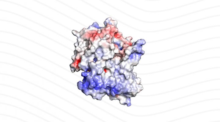 Describen la estructura tridimensional de una proteína clave para la síntesis de las hormonas tiroideas