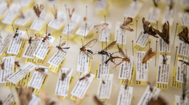 Hallan una sorprendente diversidad de insectos en la Selva Paranaense