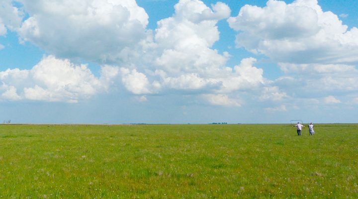 Científicos del CONICET evalúan estrategias para mejorar la productividad de los pastizales sin amenazar la biodiversidad