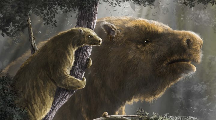 Un exhaustivo estudio sobre los perezosos gigantes realizado por científicos del CONICET llegó a la revista Science