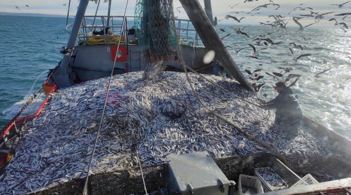 El CONICET firmó un convenio de asistencia técnica para asesorar sobre la pesca de anchoíta