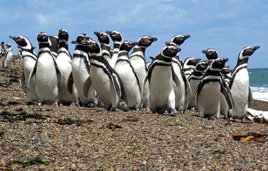 Pinguino-de-Magallanes.jpg