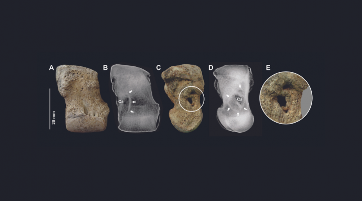 Identificaron enfermedades óseas en fósiles de toxodontes
