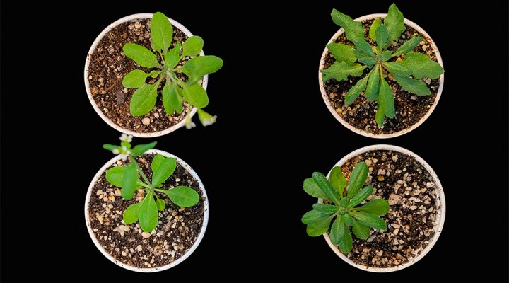 Revelan nueva función de una proteína que podría ser útil para aplicaciones en agricultura y oncología