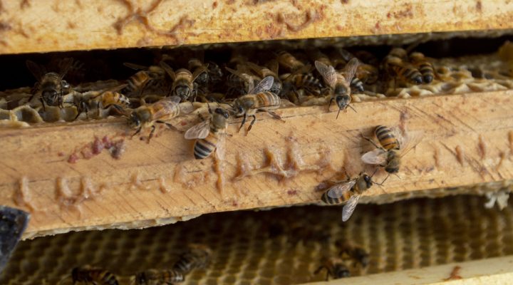 Día Mundial de las Abejas: una fecha para destacar y preservar a las principales polinizadoras del planeta